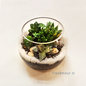 Pecera terrarium con conjunto de cactus y/o suculentas naturales mide: 12 x 15 cms. (variedades de las plantas varÃ­an según disponibilidad de temporada - Sólo Santiago)